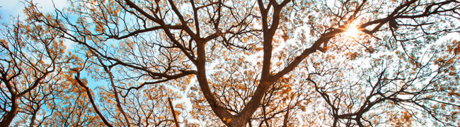 Separation Mediation Phoenix